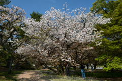 250411b京都御苑35