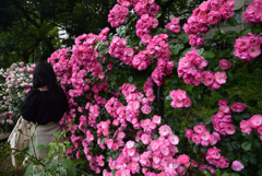 190517b靭公園33