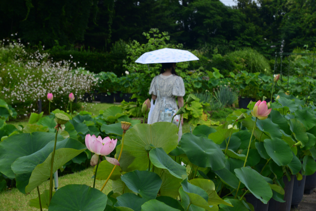 240620京都植物園60
