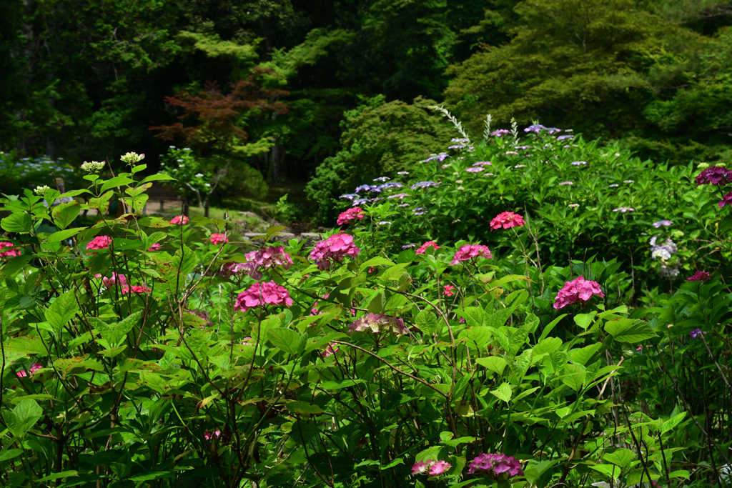 230613京都植物園19