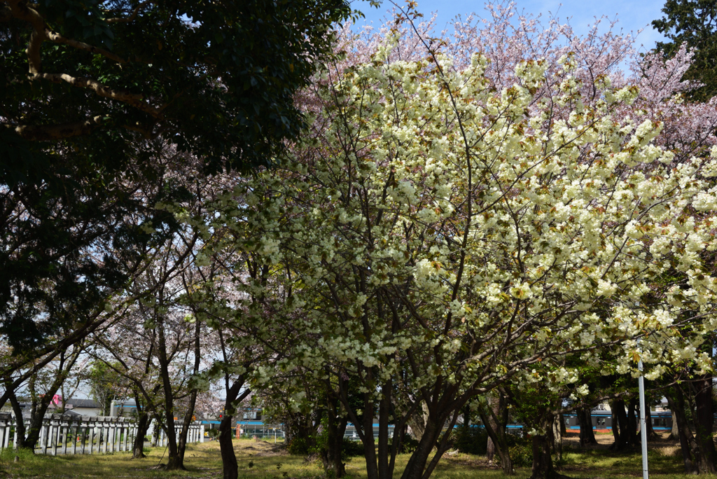 200411久世神社13