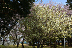 200411久世神社13