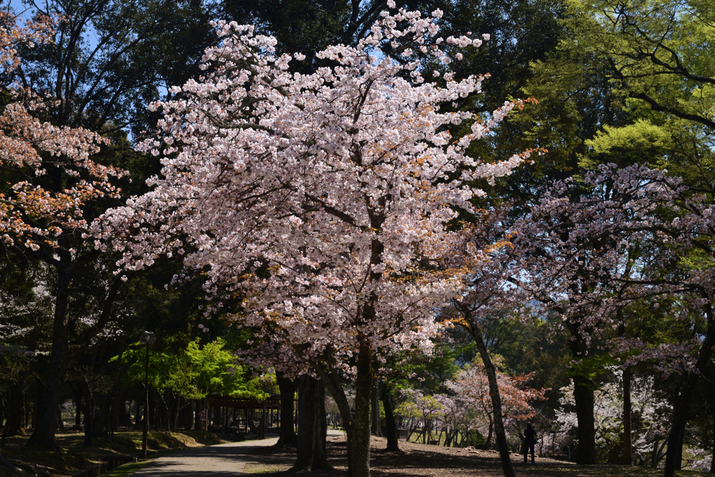 230401奈良公園06