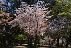 230401奈良公園06