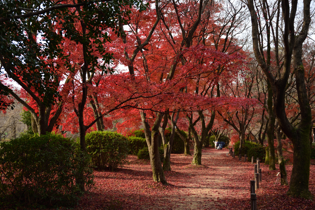 201213a京都植物園14