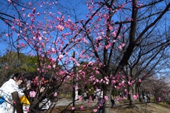 260301d梅小路公園07