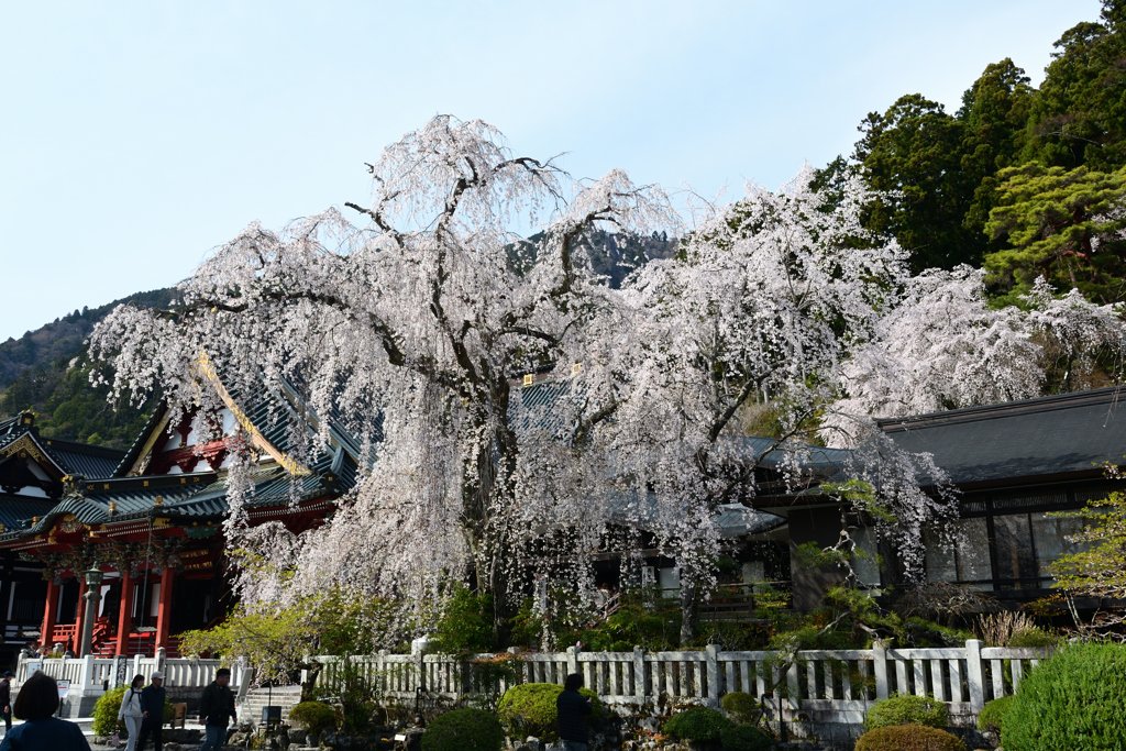 250405b身延山久遠寺06