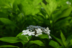 200627万博公園14