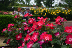 190519京都植物園24