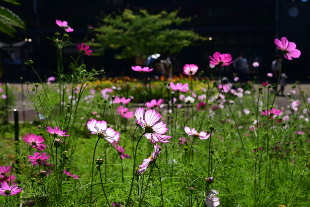 221015京都植物園04