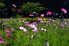 221015京都植物園04