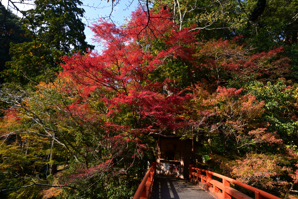 231102c西明寺59