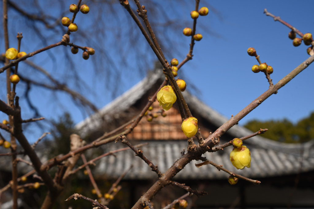 220116b恵心院17