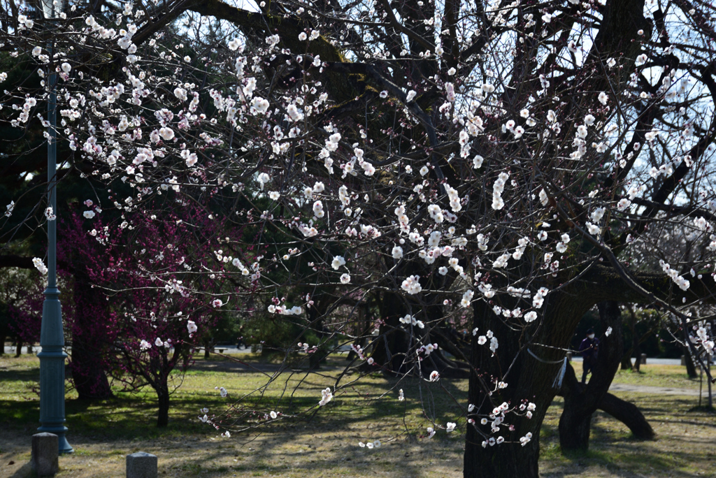 210224b京都御苑38