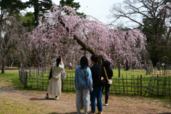 250325a京都御苑39