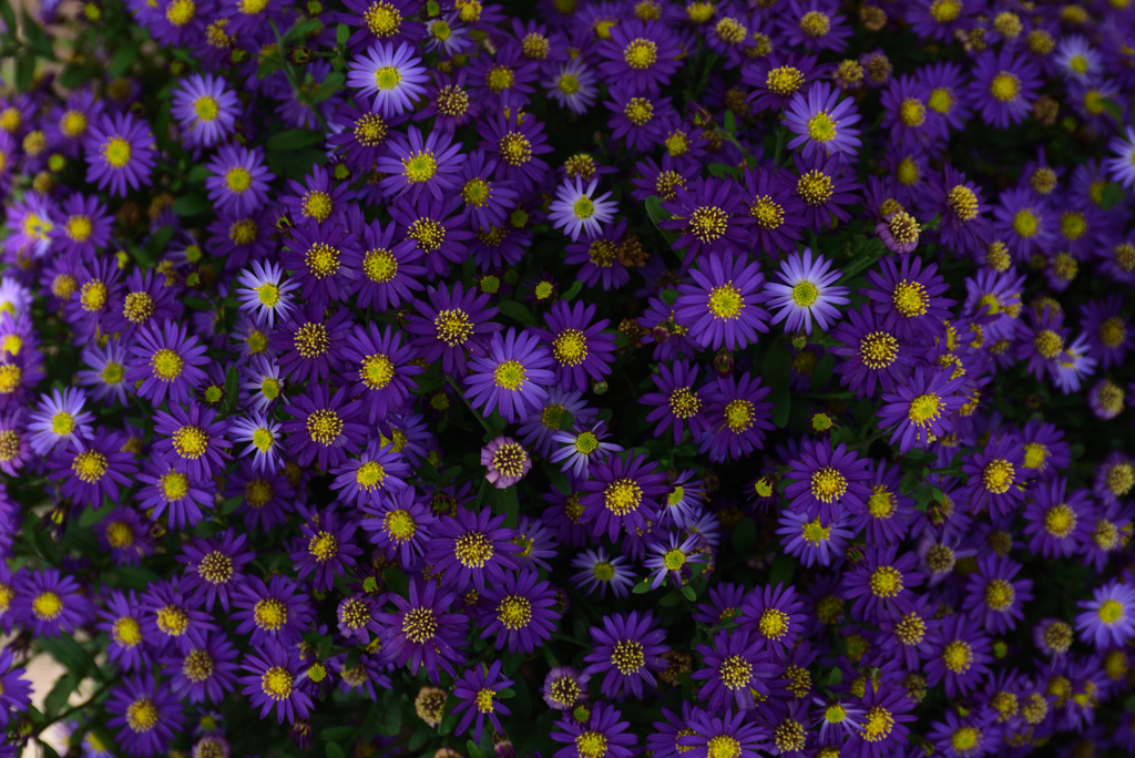 201031京都植物園42