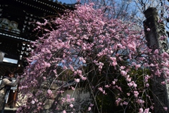 180311梅宮大社03