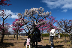 240212c梅小路公園04