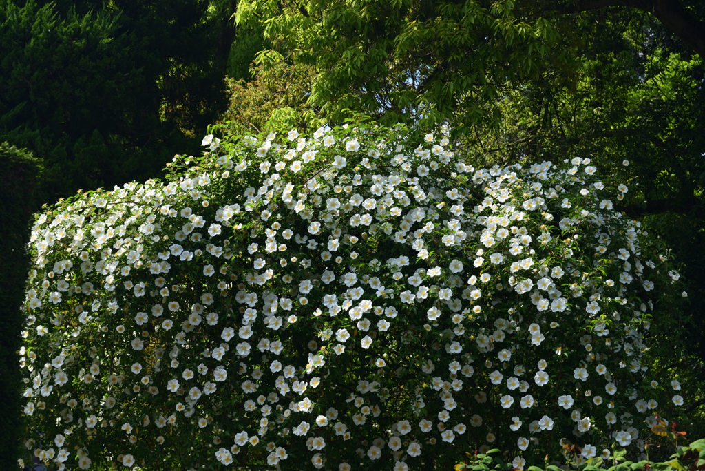 220503d京都植物園40