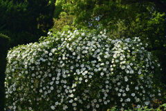 220503d京都植物園40