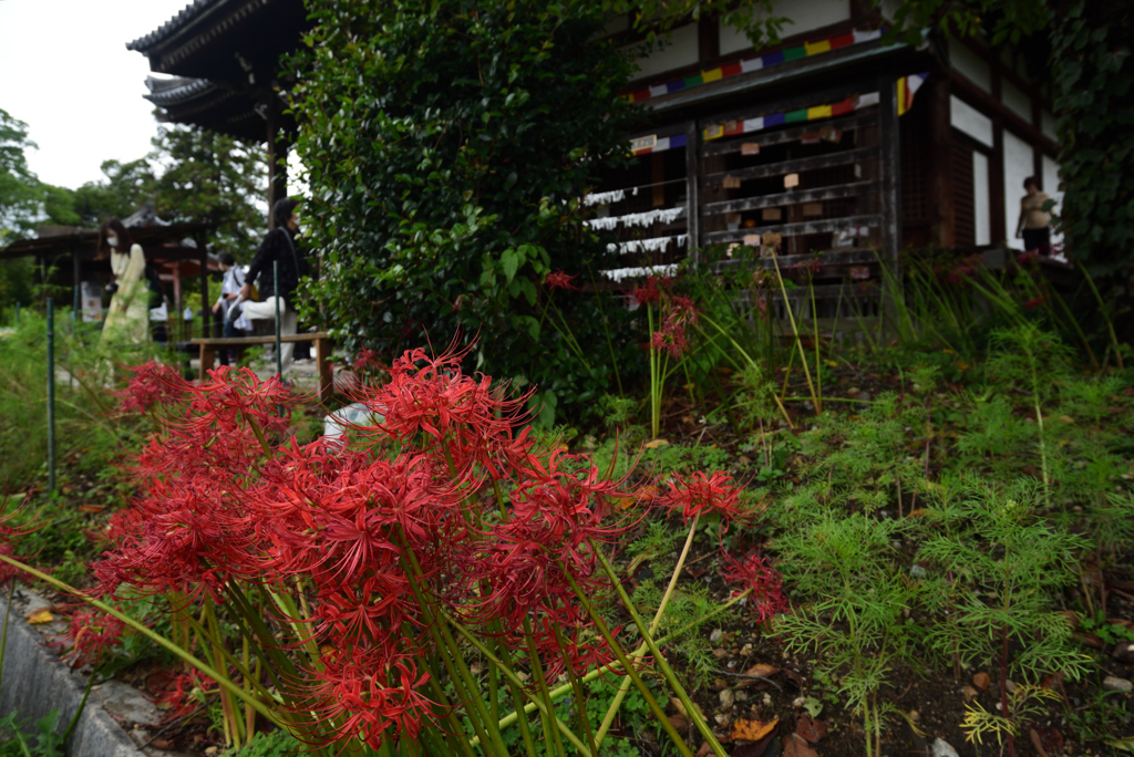 201011a般若寺23