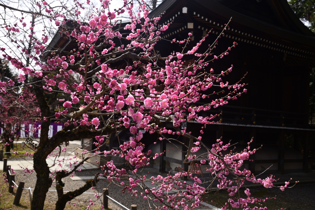 250314a北野天満宮18
