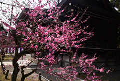 250314a北野天満宮18