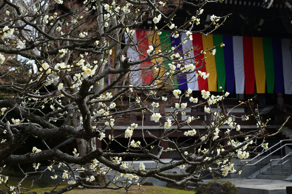 240218b智積院10