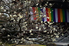 240218b智積院10