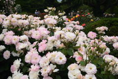 190519京都植物園17