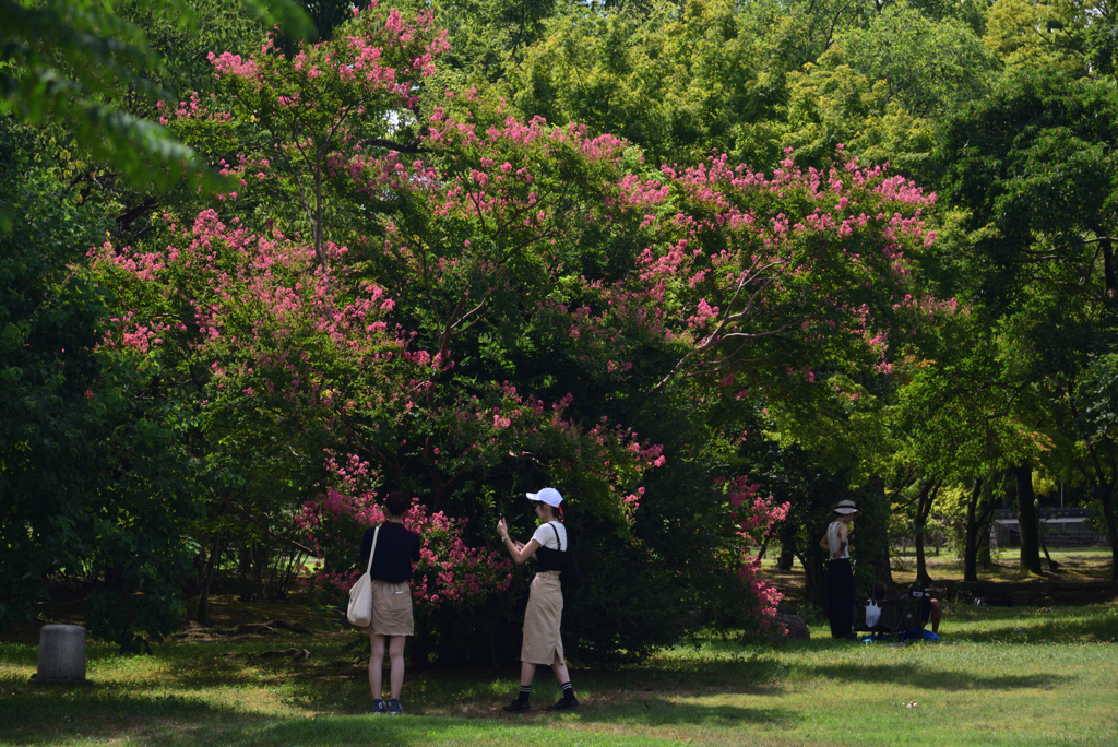 190812万博公園29