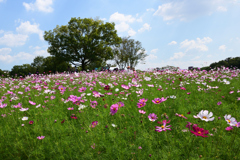 221001万博公園13