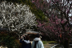 180311梅宮大社45