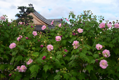 240927a妙蓮寺20