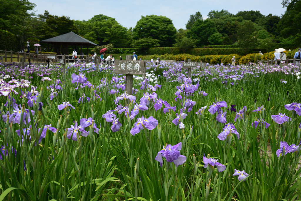 200609馬見丘陵公園25