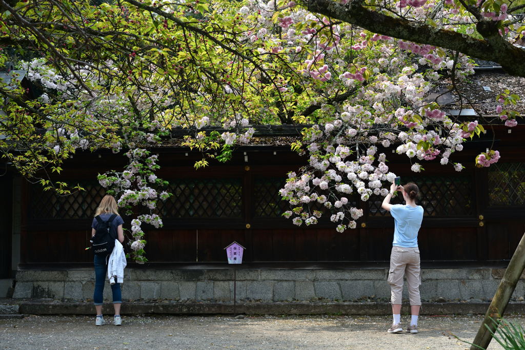 250418b平野神社32
