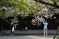 250418b平野神社32