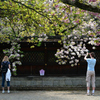 250418b平野神社32