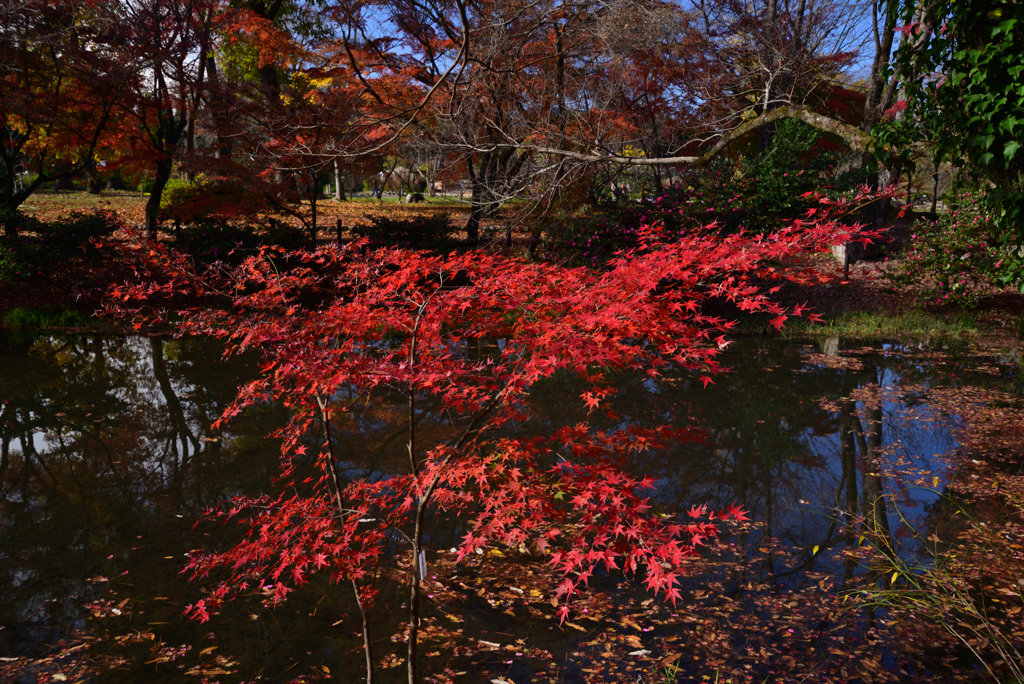 221203a京都植物園31