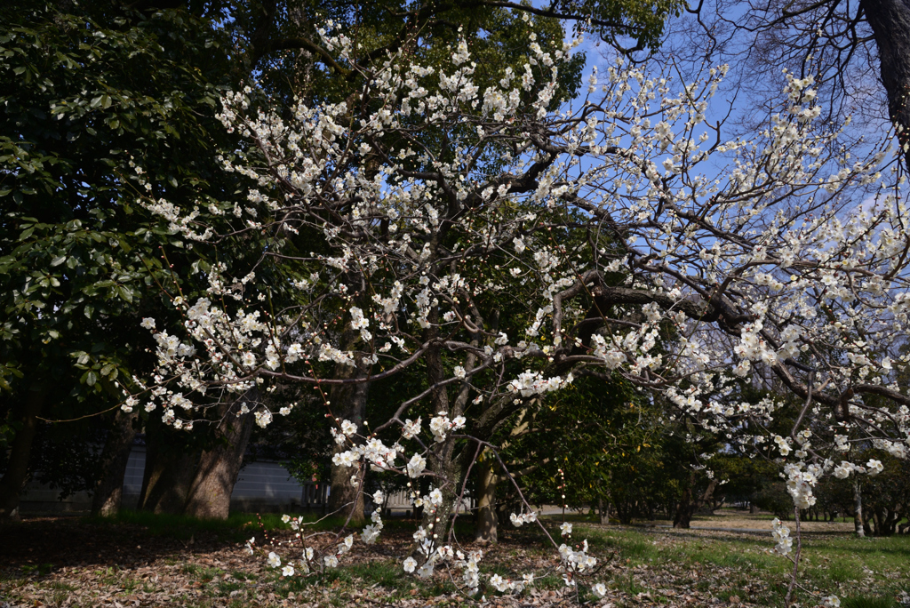220312b京都御苑02