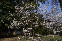 220312b京都御苑02