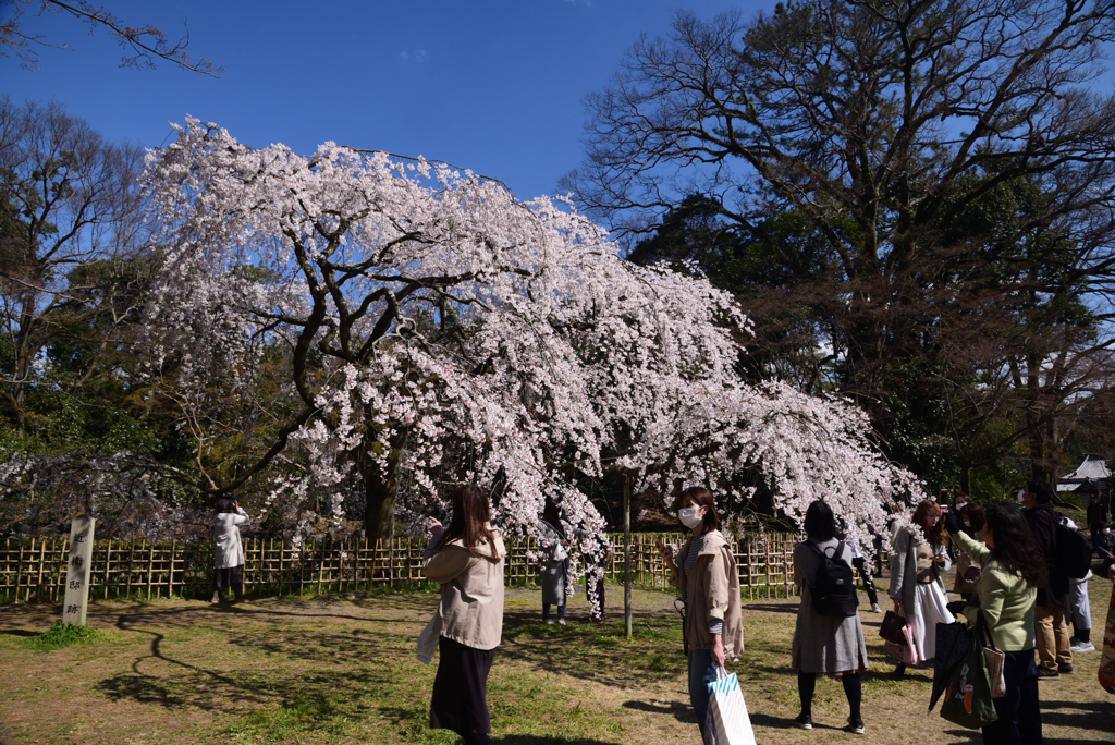 200320h京都御苑22