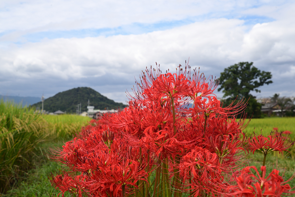 220921a本薬師寺跡19