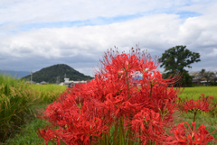 220921a本薬師寺跡19