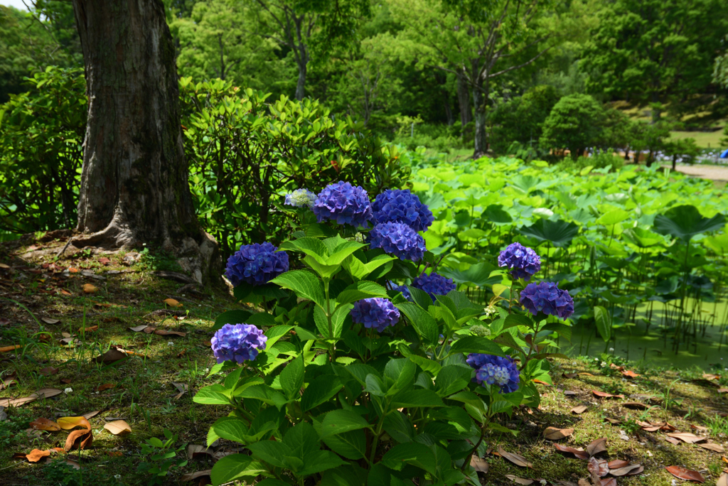 200615万博公園41