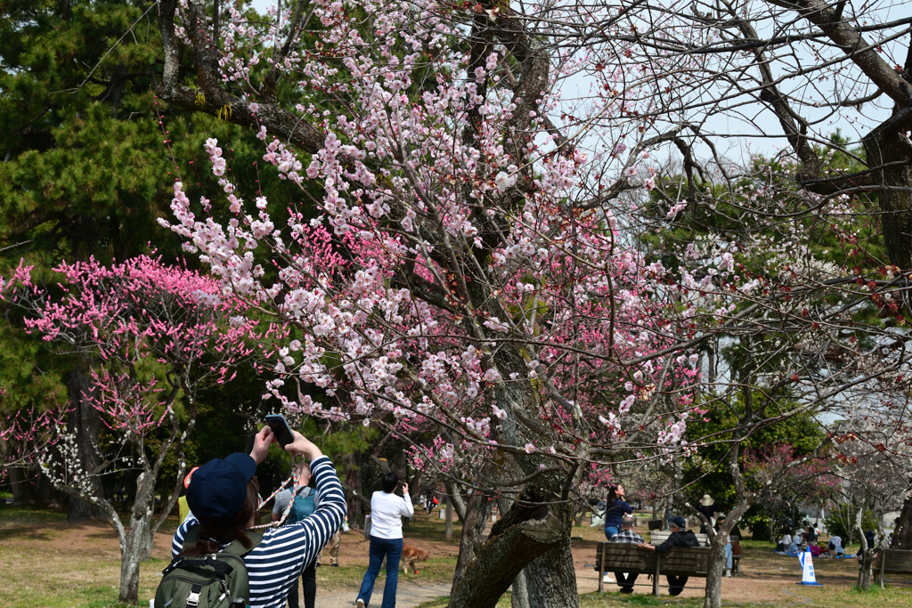 250325a京都御苑21