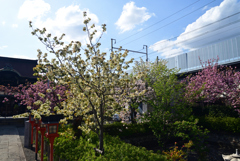 220412h六孫王神社30