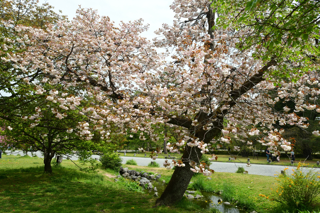 250418a京都御苑23