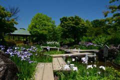 250605b大仙公園23