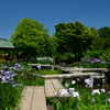 250605b大仙公園23
